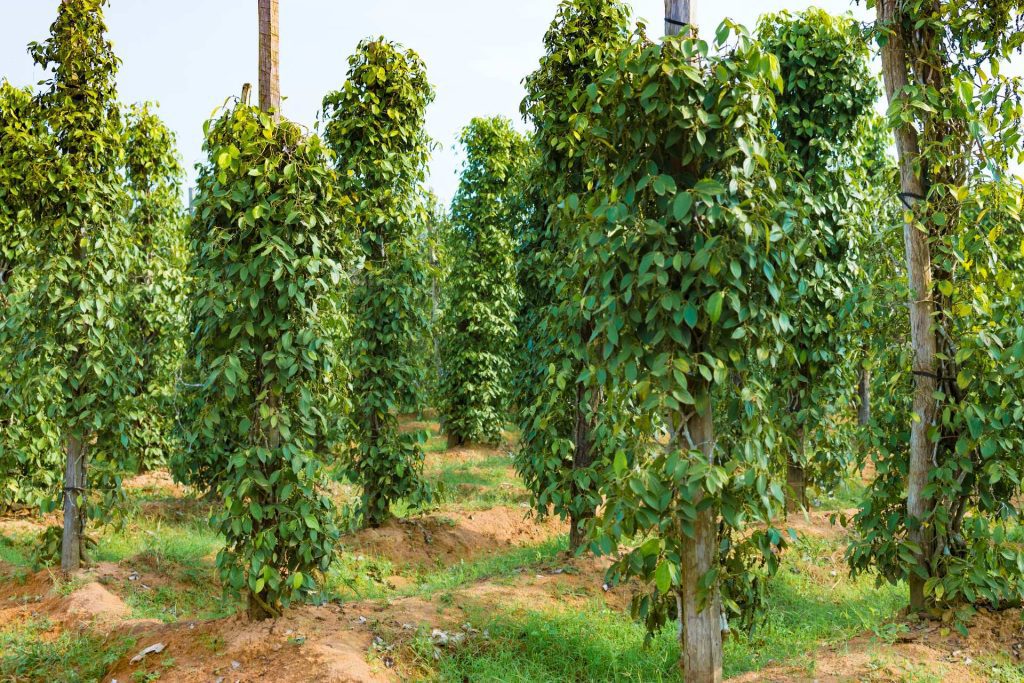 phu quoc pepper