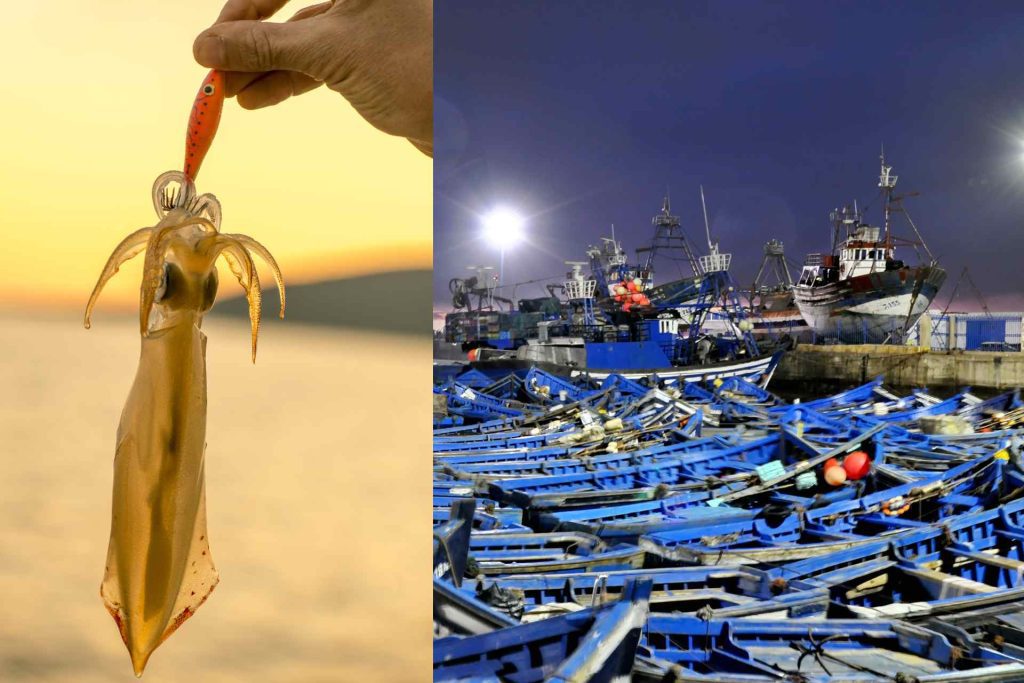 phu quoc nightlife squid fishing catching
