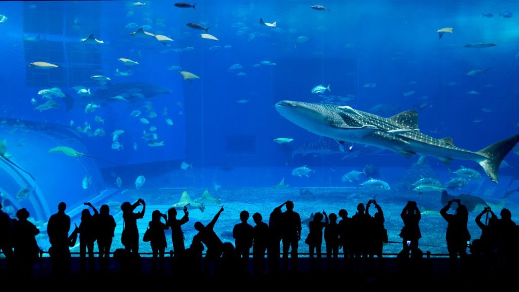 Unique Marine Life at the Phu Quoc Aquarium