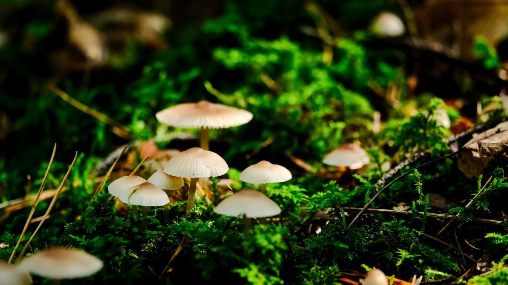 Rich Forest and Marine Ecosystems in Phu Quoc National Park