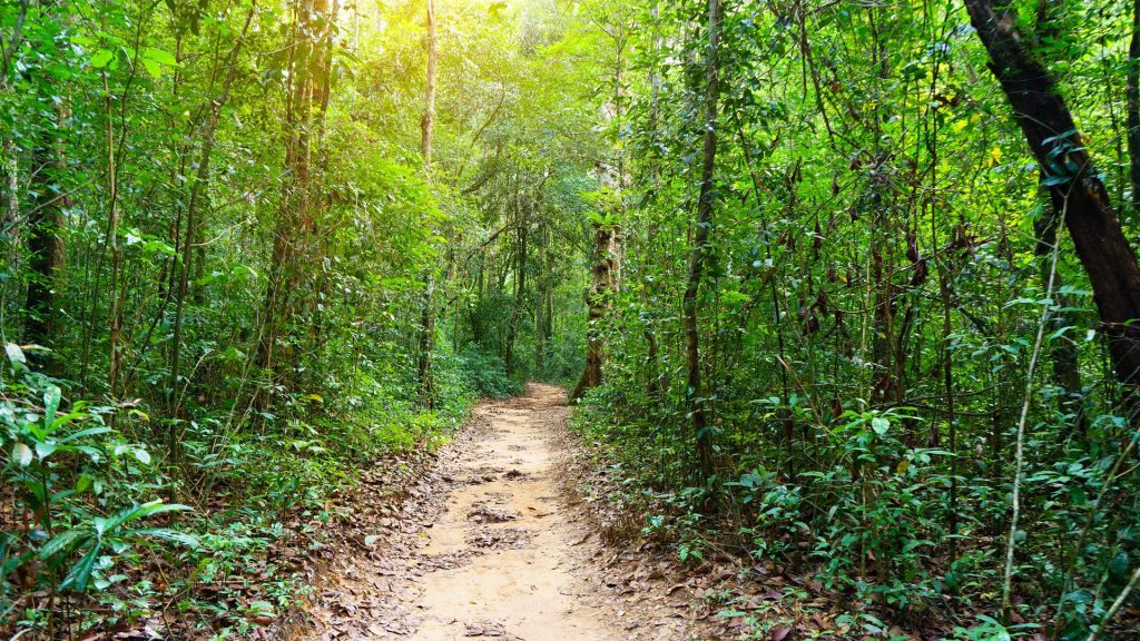 Phu Quoc Hiking Through Scenic Trails